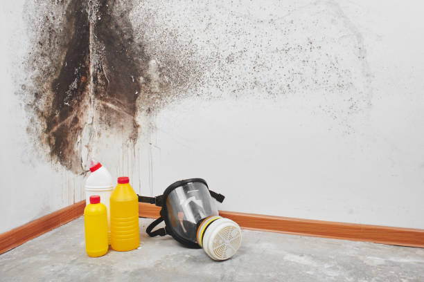 Best Bathroom Mold Remediation in Glenns Ferry, ID