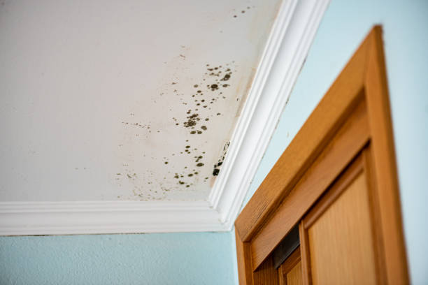 Best Kitchen Mold Remediation in Glenns Ferry, ID